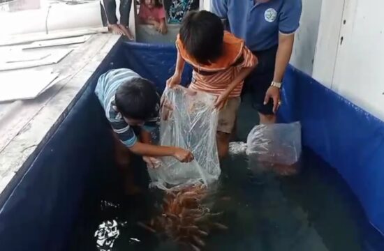 budidaya ikan nila