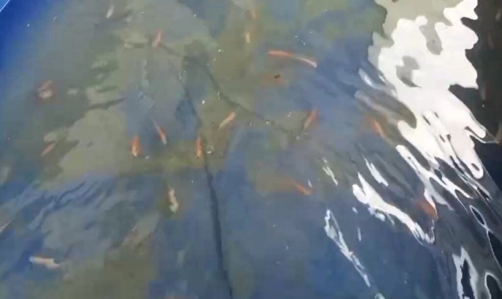 budidaya ikan nila